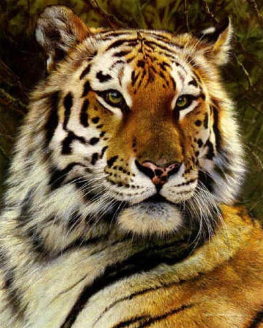 Pilibhit Tiger Reserve | 50+ Tigers | Jungle Safari | Contact: 9871350805