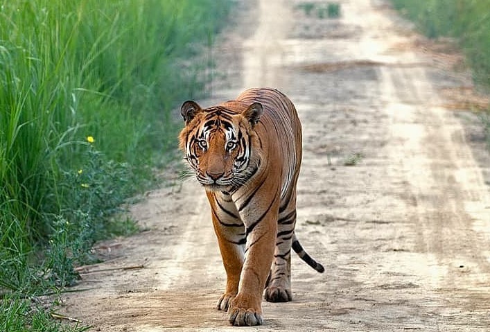 Discover the Wild Beauty of Pilibhit Tiger Reserve: A Haven for Tigers and Biodiversity