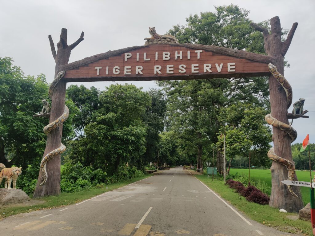 Discover the Wild Beauty of Pilibhit Tiger Reserve: A Haven for Tigers and Biodiversity