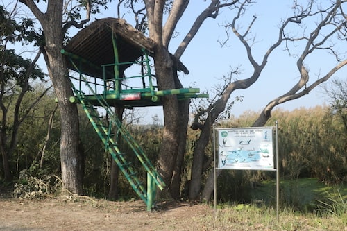 Barasingha Taal: Witness the Grace of Swamp Deer in Pilibhit Tiger Reserve